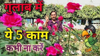 गुलाब में ये पांच काम कभी नहीं करें, नहीं तो गुलाब खराब हो जायेंगे / Rose growing tips