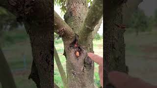 បូសទឹកក្នុងដើមទុរេន #durian #pruning