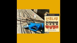 산초나무 전정 반드시 기억 해야 할 팩트