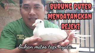 ALASAN DAN MANFAAT MEMELIHARA BURUNG PUTER|| MITOS BURUNG PUTER