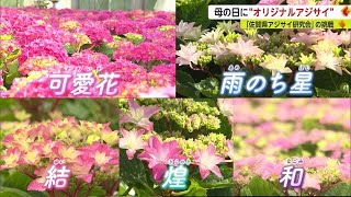 母の日の贈り物に…「オリジナルアジサイ」作りに挑戦する人たちの想い【佐賀県】 (23/05/10 18:19)