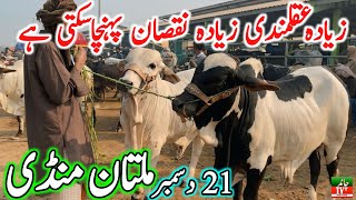 Multan Cow Mandi Fresh Latest Update Video | Cholistani Ablk Nukre Sahiwal Bachre | Cow Mandi 2024🔥