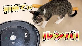 【保護猫】初めてルンバを見る子猫の反応が可愛すぎた///