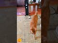 morningswithmurray gingercat catvideos catlover humor funny fun humorous laugh orangecat