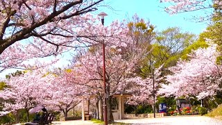 4K【桜満開/神戸市/須磨浦公園/令和6年(2024)】4/12(金)