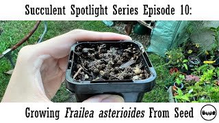 Succulent Spotlight Series Episode 10: Growing Frailea asterioides from seed