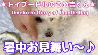 暑中お見舞い〜♪ ★トイプードルのうめ吉くん（637日目)★Umekichi Diary of Poodle Dog