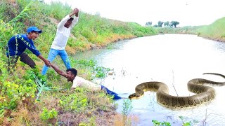 Anaconda snake in real life video 3 HD