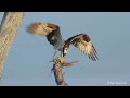 osprey struggles to hang onto a large bay bass trips and regains control