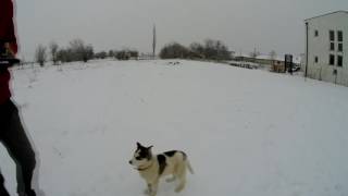 HUSKY IN SNOW With DRONE HASKI NE BORE 2017