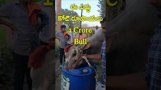 ఈ ఎద్దు కోటి రూపాయలు || 1 Crore Bull || Hallikar Krishna