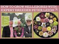 How to grow Hellebores: with specialist breeder & grower Peter Leigh of Post Office Farm Nursery