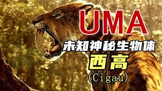 【UMA系列】第三十一期：蘇門答臘金獅，一次體驗西高的美味 #UMA系列 #未解之谜 #怪物传说 #水怪 #恶魔