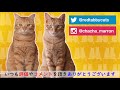 自動ボール遊び！猫のオモチャを開封レビュー！