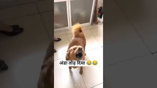 अंडा तोड़ दिया मेरा कुत्ता 🤣😭🥺 #funny #comedy #dog #doglover #puppy #animals #dogs #dogshorts #life