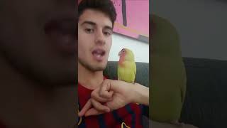 parrot imitation show🤣🤣🤣