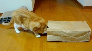 紙袋で遊ぶ猫　- the cat loves a paper bag -