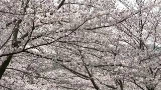 さくら 桜 動画素材 著作権フリー 商用可 4k 02