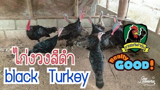 ไก่งวงสีดำ  Black Turkey  (KYF Chanel)