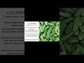 dr. sebi inspired alkaline electric vegan lifestyle cucumbers your electric plug