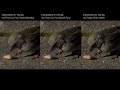 Sony RX10 IV Interpolation Test #2 (Frame Blending vs Optical Flow vs Topaz VEAI Apollo)