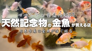 【天然記念物の金魚】金魚専門店 日本古来の金魚や天然記念物の金魚が購入できる金魚屋さんに行ってきました @peperia