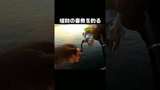 堤防で″美味しい毒魚″を釣る【ヒレに注意】 #shorts #釣り #海釣り