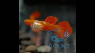 11/24【DC短鯛坊】丹頂白子孔雀魚