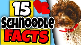 15 Facts About Schnoodles You Should Know | Schnoodle Dogs 101