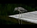 juvenile yellow crowned night heron