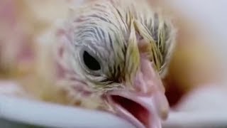 Chinese scientists hatch first chick outside shell