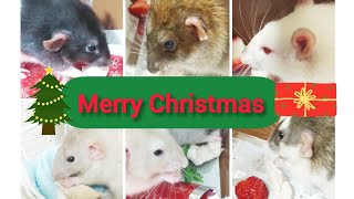 Merry Christmas✨ネズミたちのハッピークリスマス会✨Rat's Happy Christmas Party🎄🎅🎁✨