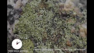 lichen 05
