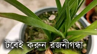 টবে রজনীগন্ধা ফুল গাছের চাষ কিভাবে করবেন | How to grow Rajnigandha or tuberose flower plant in pot