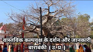 वास्तविक कल्पवृक्ष लखनऊ बाराबंकी | Vastvik Kalpavriksh ke darshan