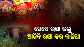 ସେବେ ରକ୍ଷା କଲୁ ଆଜିବି ରକ୍ଷା କର କାଳିଆ | Odisha Reporter