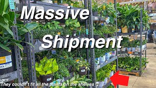 Huge Plant Shipment 🚚 📦 at Lowe’s! Big Box Store Plant Shopping! 🪴