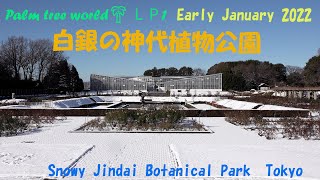 🌴 LP1   ４K 📽 ❄新雪に輝く、バラ園、芝生広場の花🌸樹氷のような木々🌲　春を呼ぶロウバイ＆椿♬ 神代植物公園 2022 年初春！Palm tree world