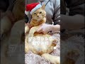 【猫ダンス🐾 悠里~クリスマスイブ~】 猫動画 cat shorts 猫 猫ダンス クリスマス クリスマスソング クリスマスイブ 悠里