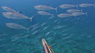 PANEN IKAN BANYAK SPEARFISHING DOGTHOOT TUNA & GREEN JOBFISH