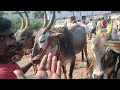 ఆదోని ఎద్దుల సంతలో 6 u0026 6పళ్ల తో ఉన్న seema bulls adoni bull market oxes videos