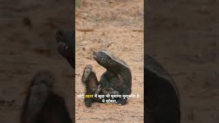 प्रकृति का सबसे निर्दयी शिकारी 😱#factshorts #hindi #wildlife #honeybadger