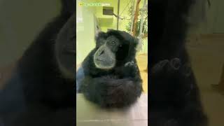 【東山動植物園公式】まったりケイジ　その２《 フクロテナガザル　テナガザル　サル 》