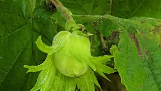 Ліщина звичайна, або горіх лісовий (Corylus avellana L.) - наш дикорослий лісовий \