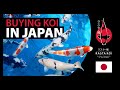 What its like buying koi in Japan?