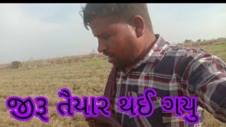 જીરૂ પાકી ગયુ। જીરૂ તૈયાર થઈ ગયુ (Jiru tieyar )