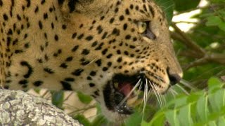 Living with a Leopard | Leopards: An Unnatural History | BBC Earth