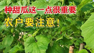 想要种好甜瓜，钙肥要比磷肥用量大，农户要明白【付老师种植技术团队官方频道】