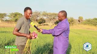 #TBC1: KITUNGUU SASA KINALIMWA POPOTE, HUYU HAPA MKULIMA WA SHINYANGA