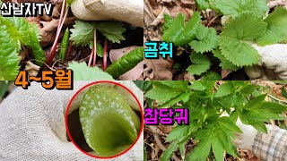 산나물 종류 구별 곰취 참당귀 독초 개당귀 초보자 산행 산남자 약초 버섯 봄나물 항암 자연 건강  2022.4.19